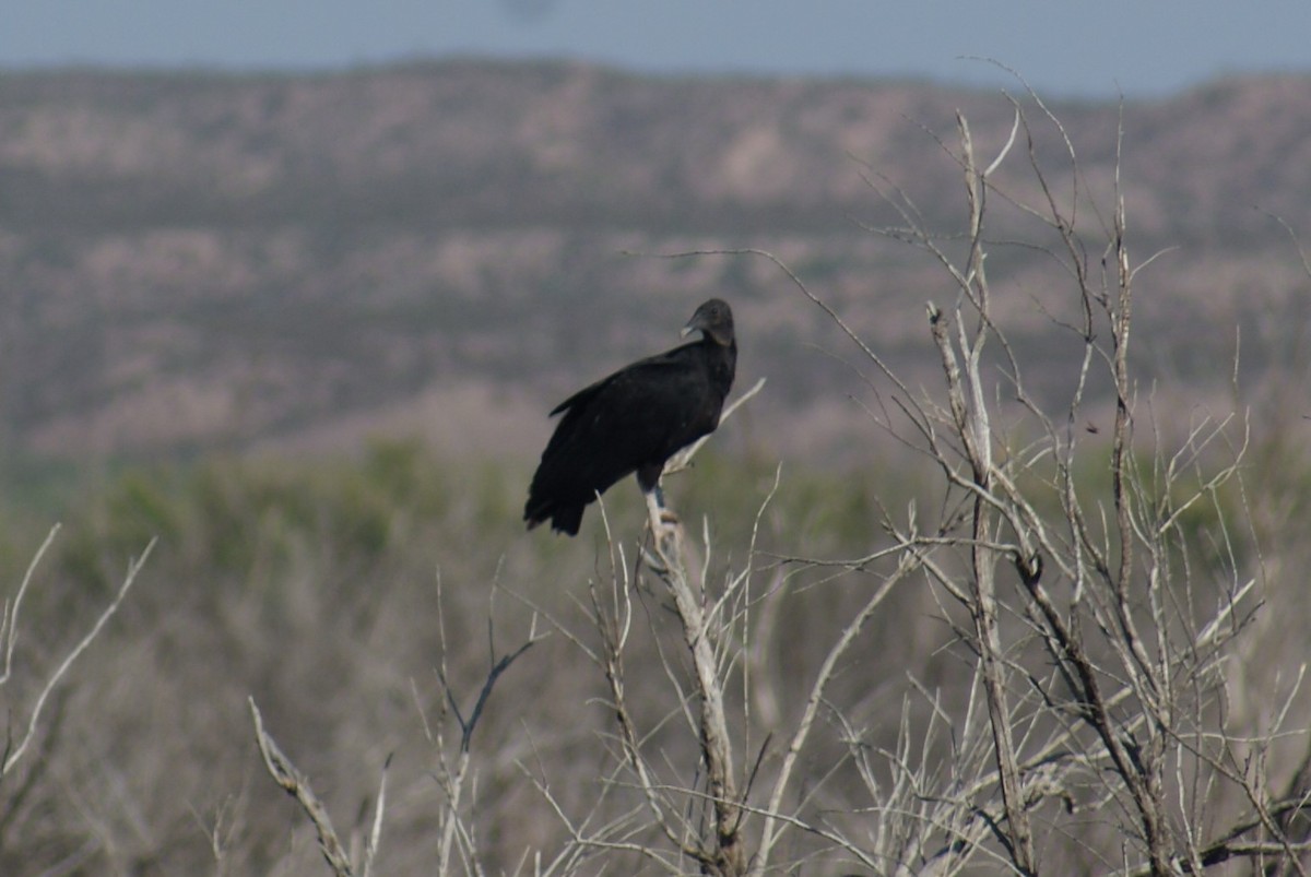 Black Vulture - ML170476631