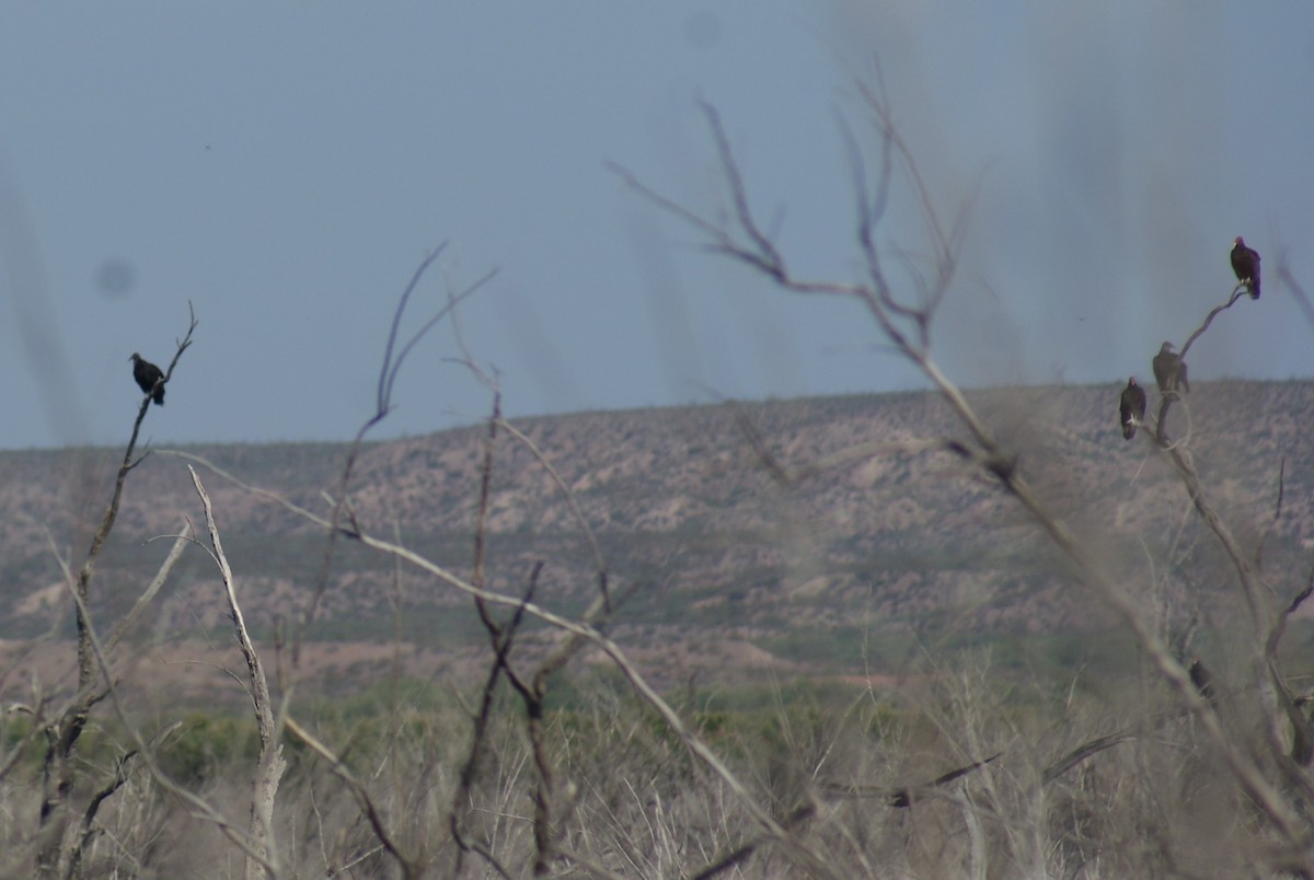 Black Vulture - ML170476681