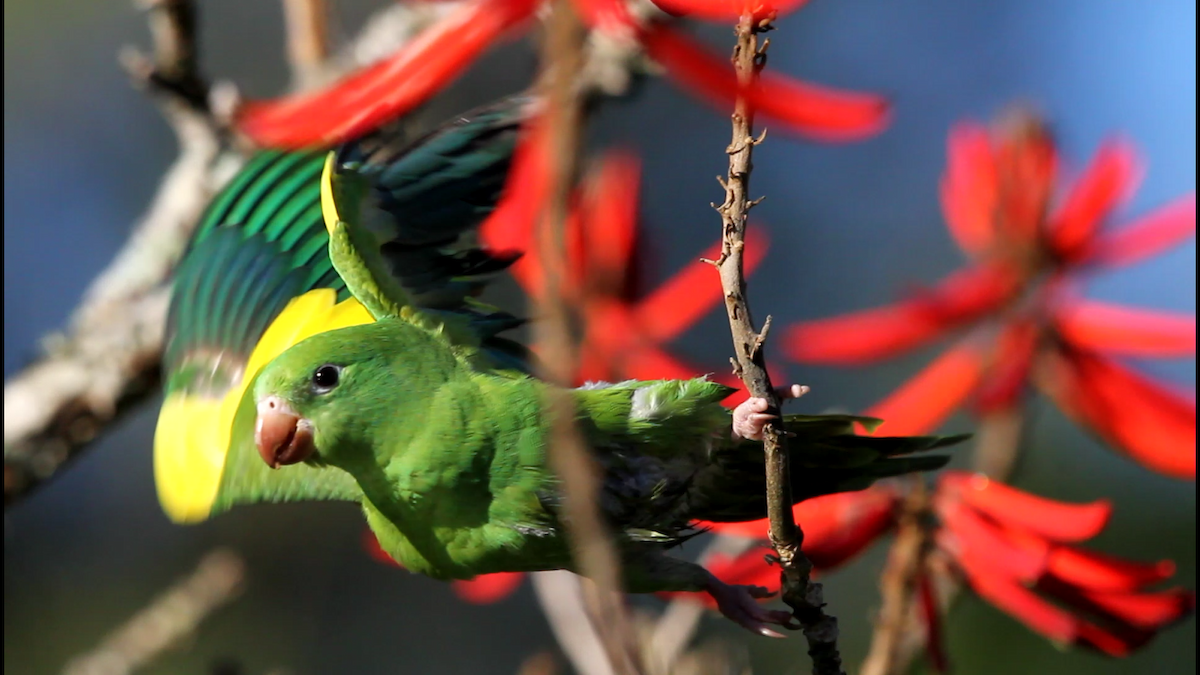 Yellow-chevroned Parakeet - ML170478771