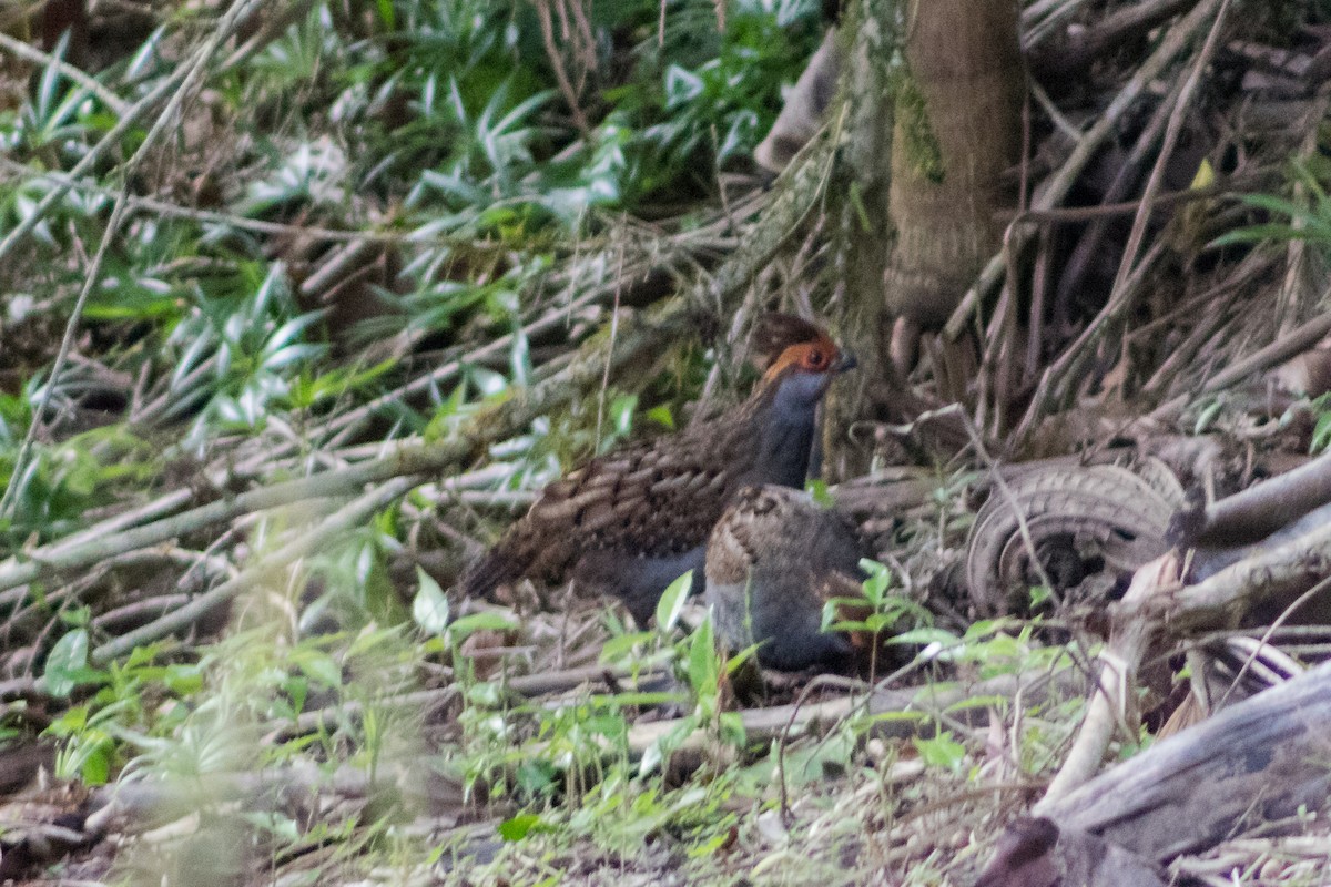 Spot-winged Wood-Quail - Celso Modesto Jr.