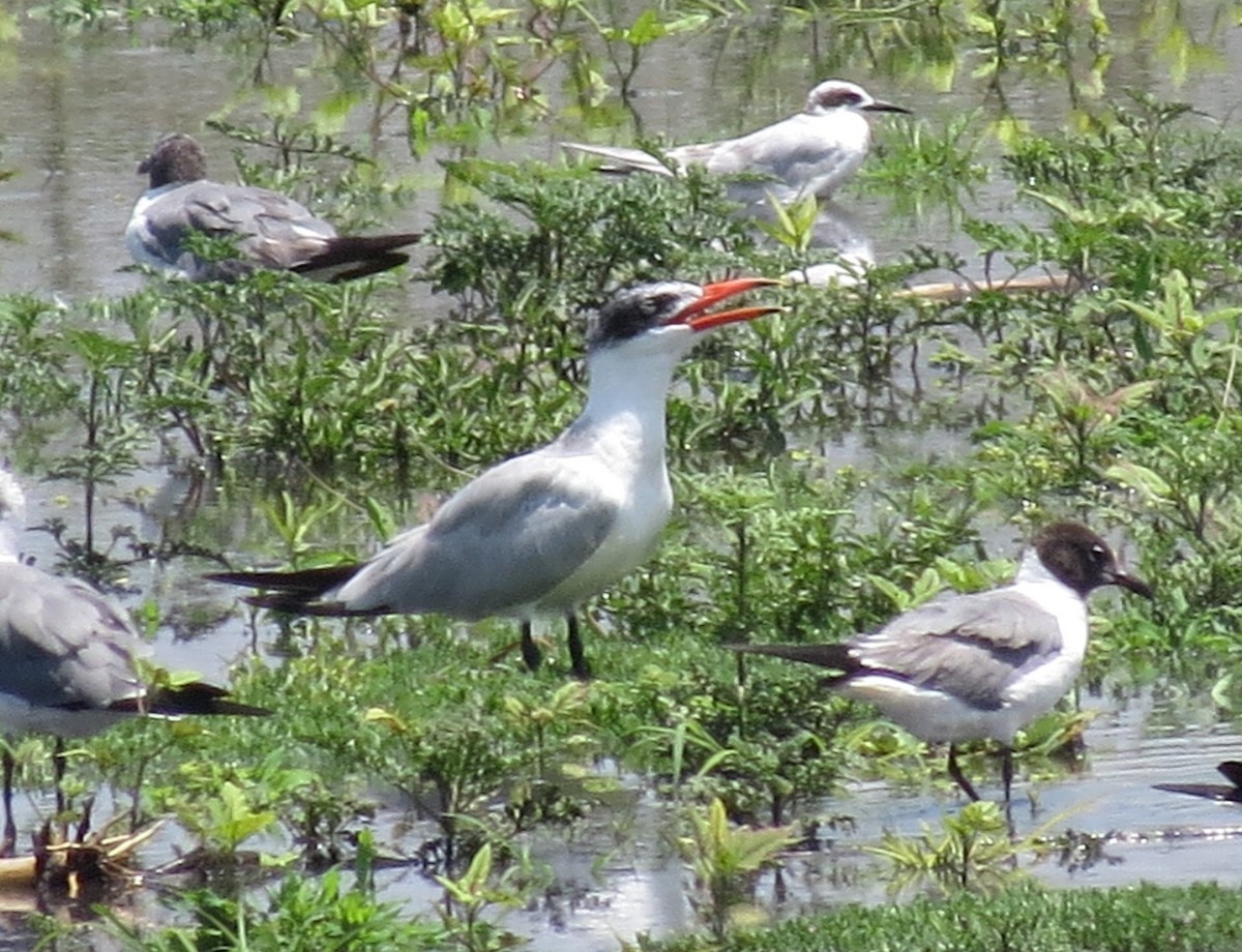 Caspian Tern - ML170483931