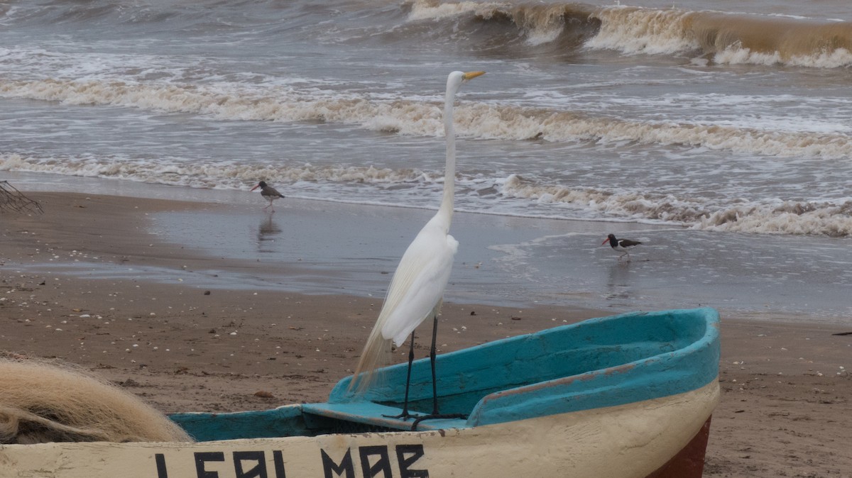 Great Egret - ML170484501