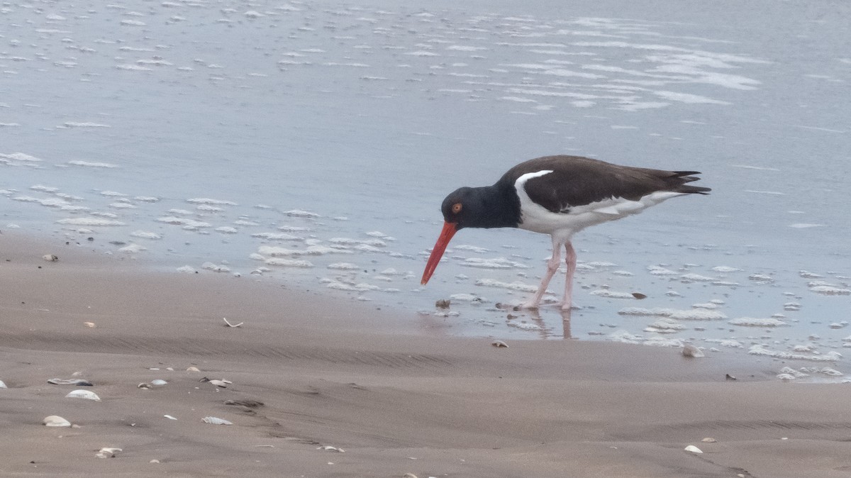 American Oystercatcher - Enio Moraes