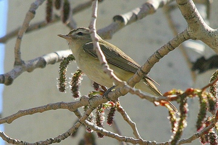 Warbling Vireo - ML170485681