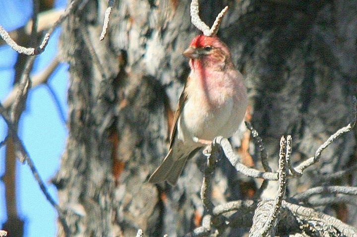 Cassin's Finch - ML170485741