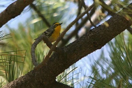 Grace's Warbler - ML170485961