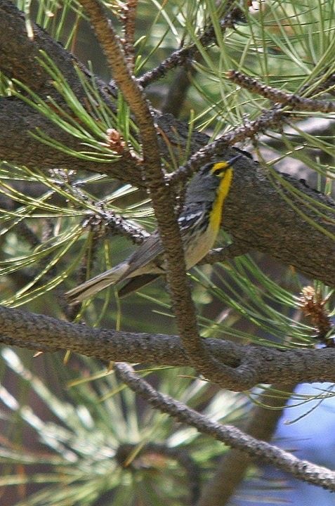 Grace's Warbler - ML170485971