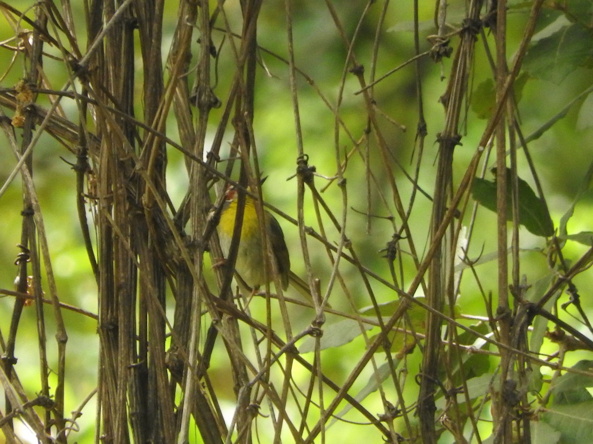 Rufous-capped Warbler - BAJIO PROFUNDO