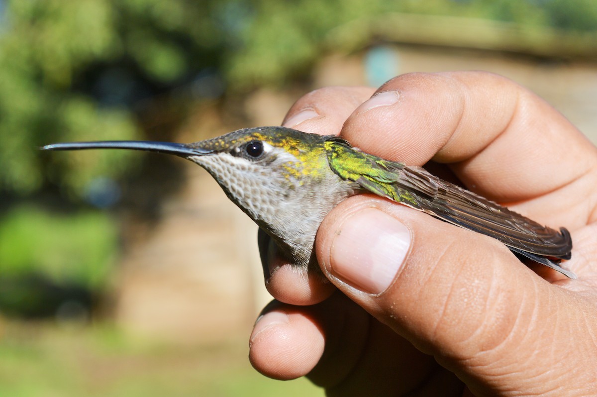 kolibřík skvostný - ML170487491