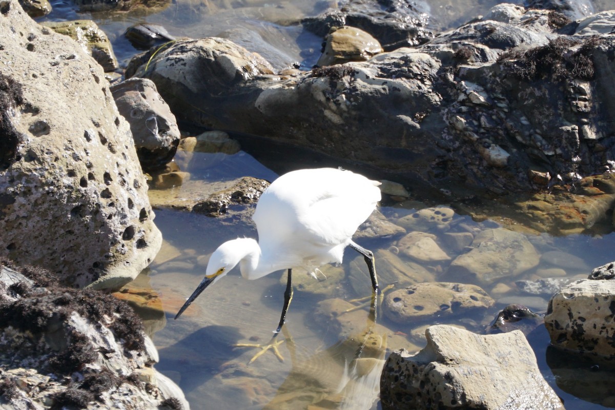 Snowy Egret - ML170488871