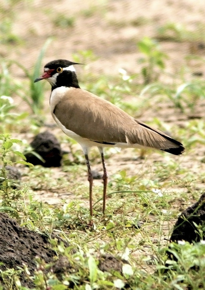 Black-headed Lapwing - ML170488951