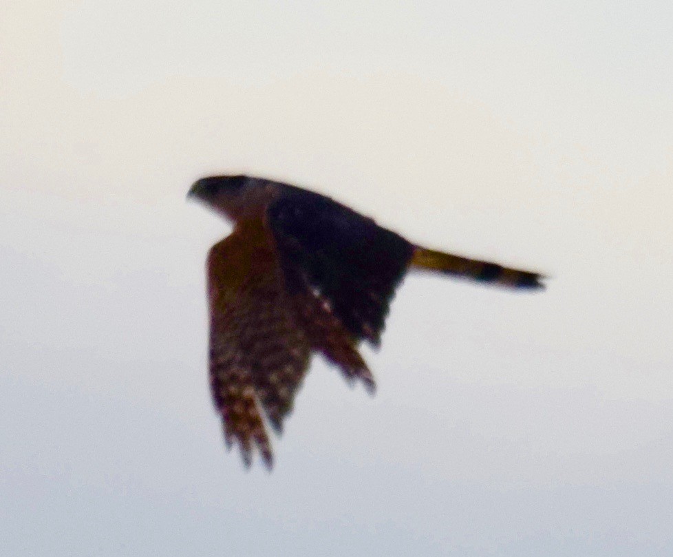 Cooper's Hawk - ML170489551