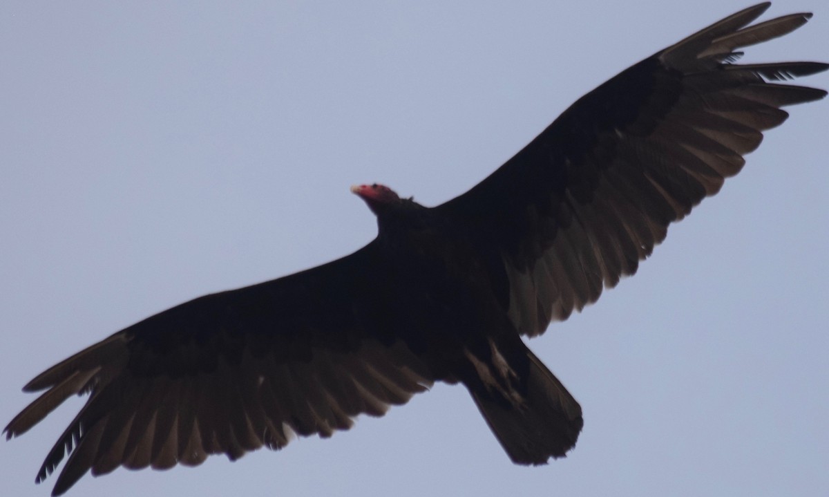 Urubu à tête rouge - ML170489561