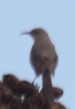 Bendire's Thrasher - ML170489711