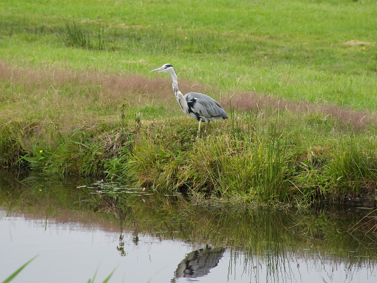 Gray Heron - ML170491411