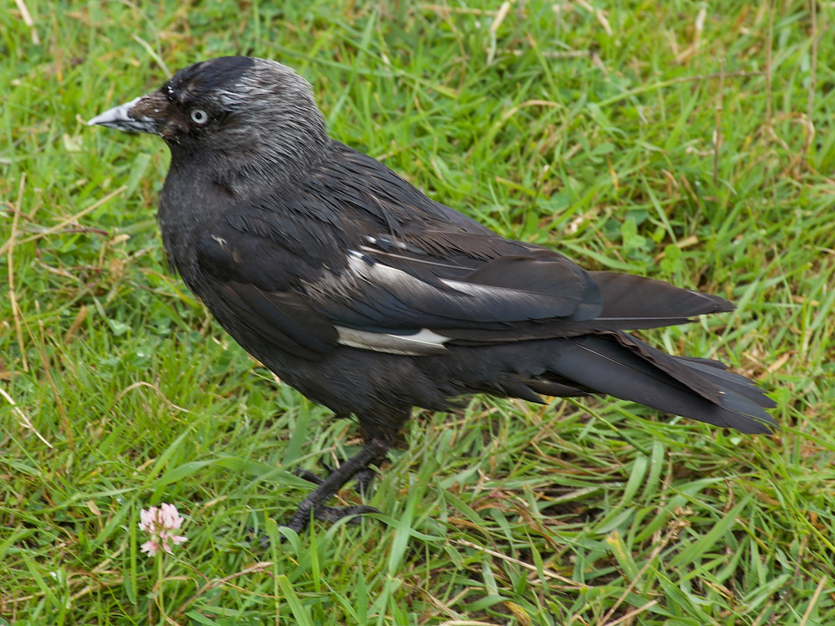 Eurasian Jackdaw - ML170491661