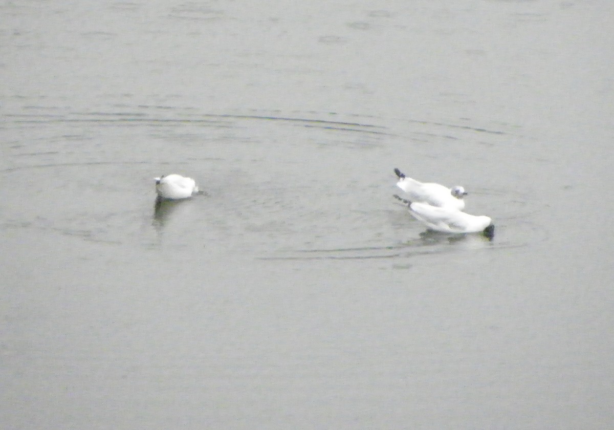 Andean Gull - ML170491671