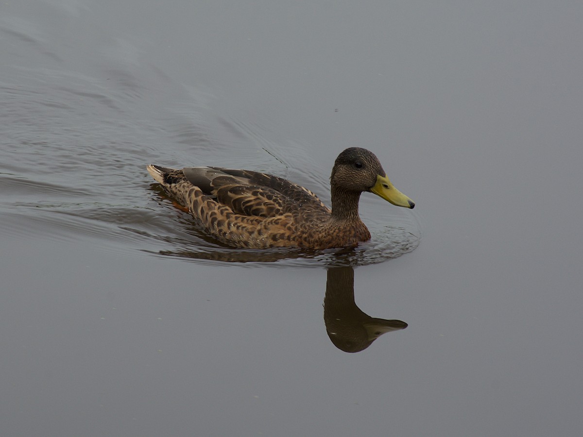 Canard colvert - ML170491861