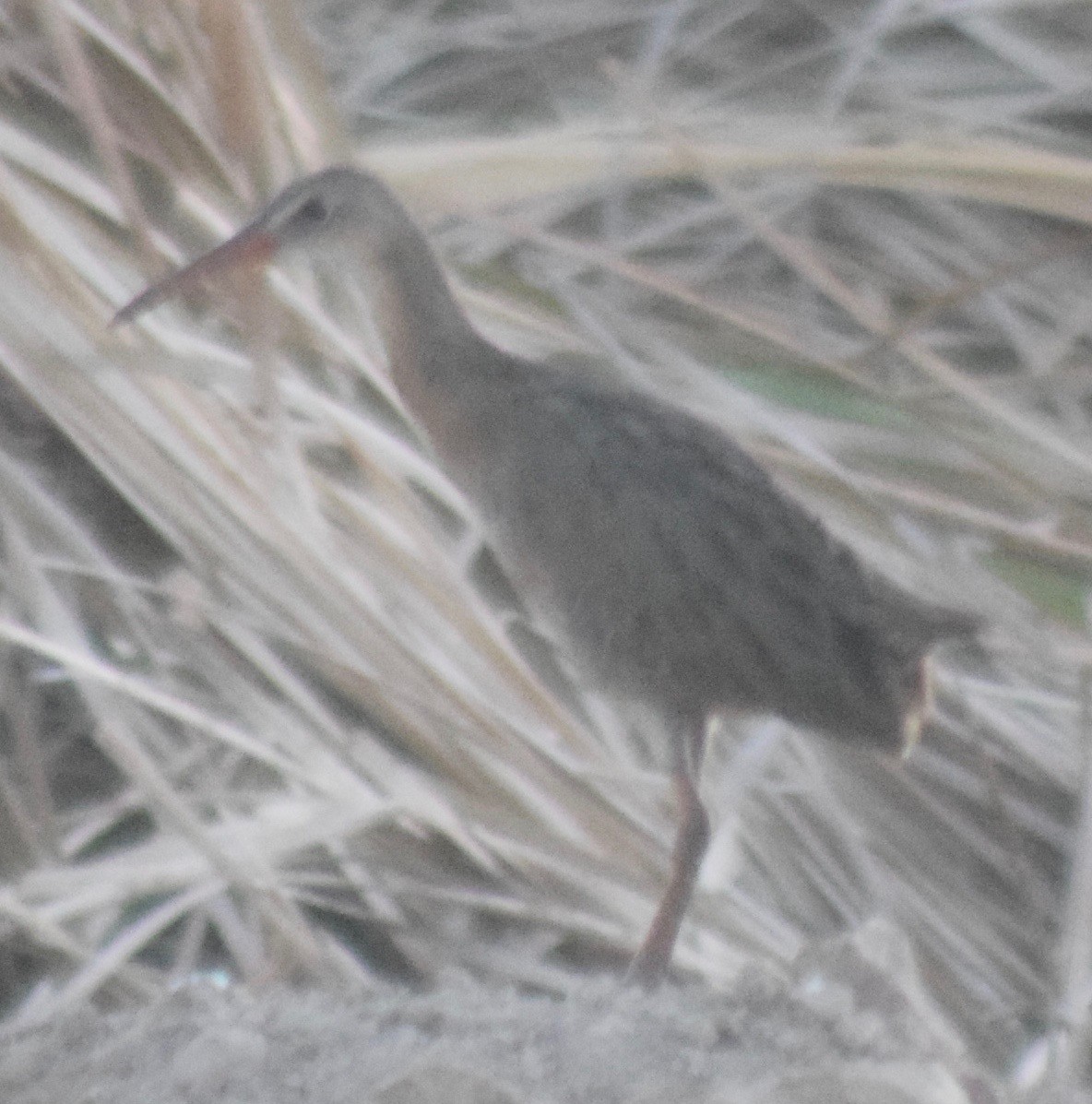 Ridgway's Rail (Yuma) - ML170491921