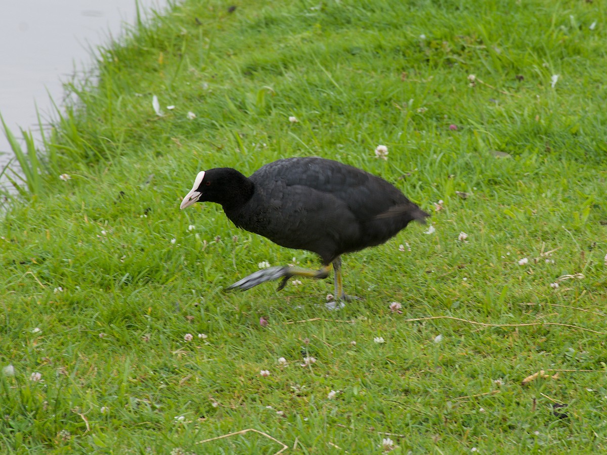 Eurasian Coot - ML170491981