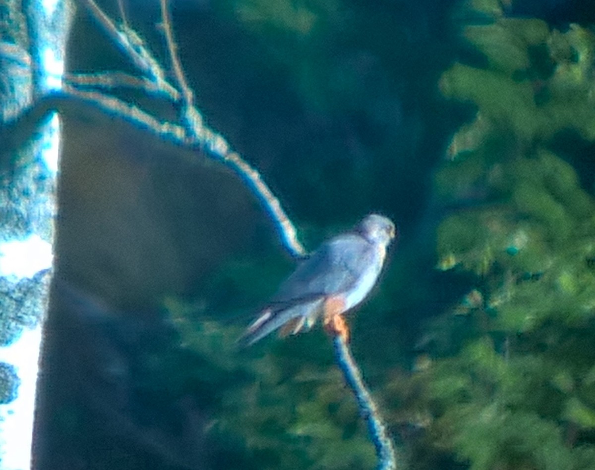 Red-footed Falcon - Turkka Kulmala