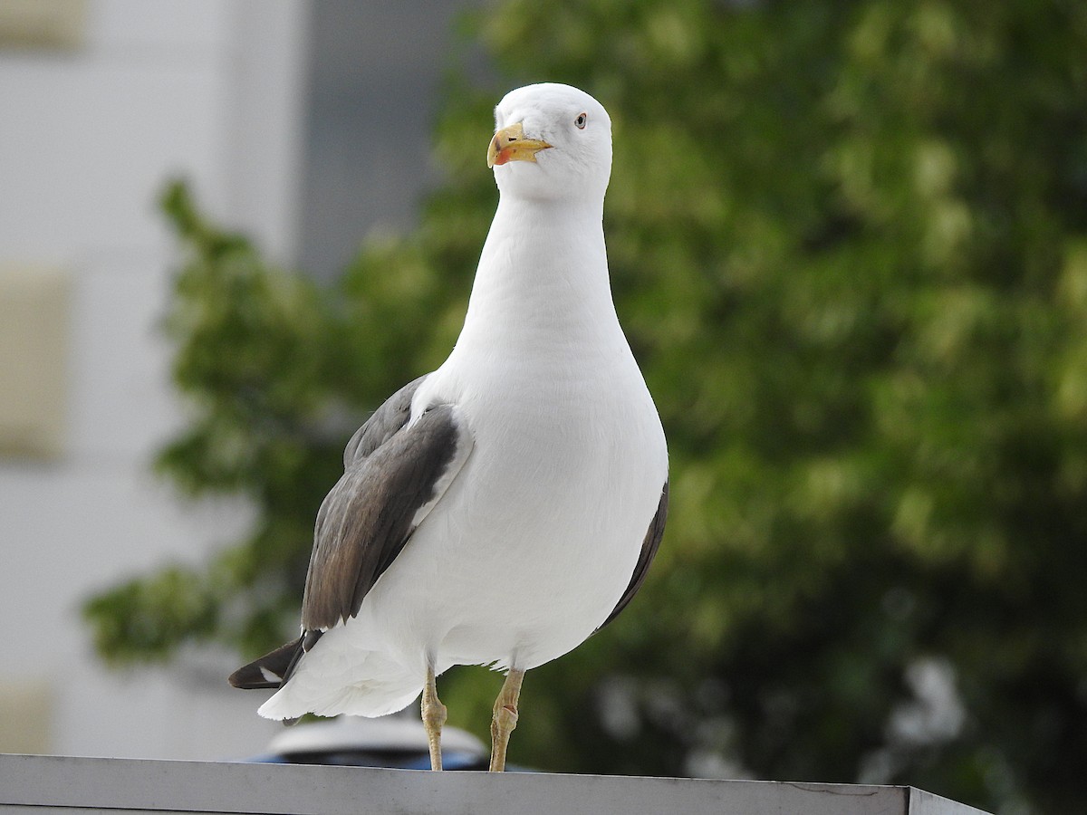 Lesser Black-backed Gull - ML170493281