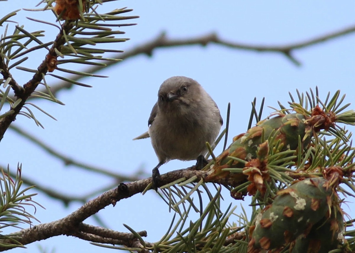 Bushtit (Interior) - ML170493631