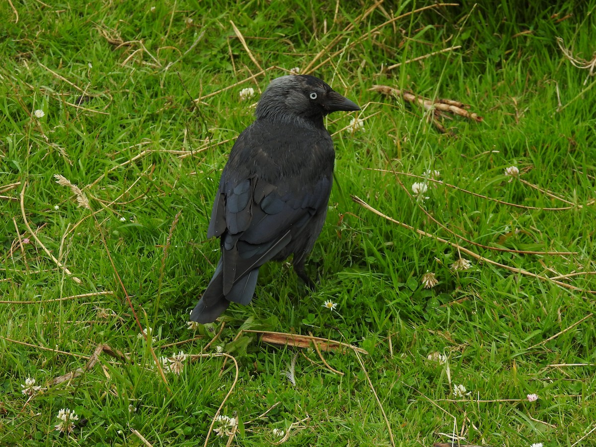 Eurasian Jackdaw - ML170494101