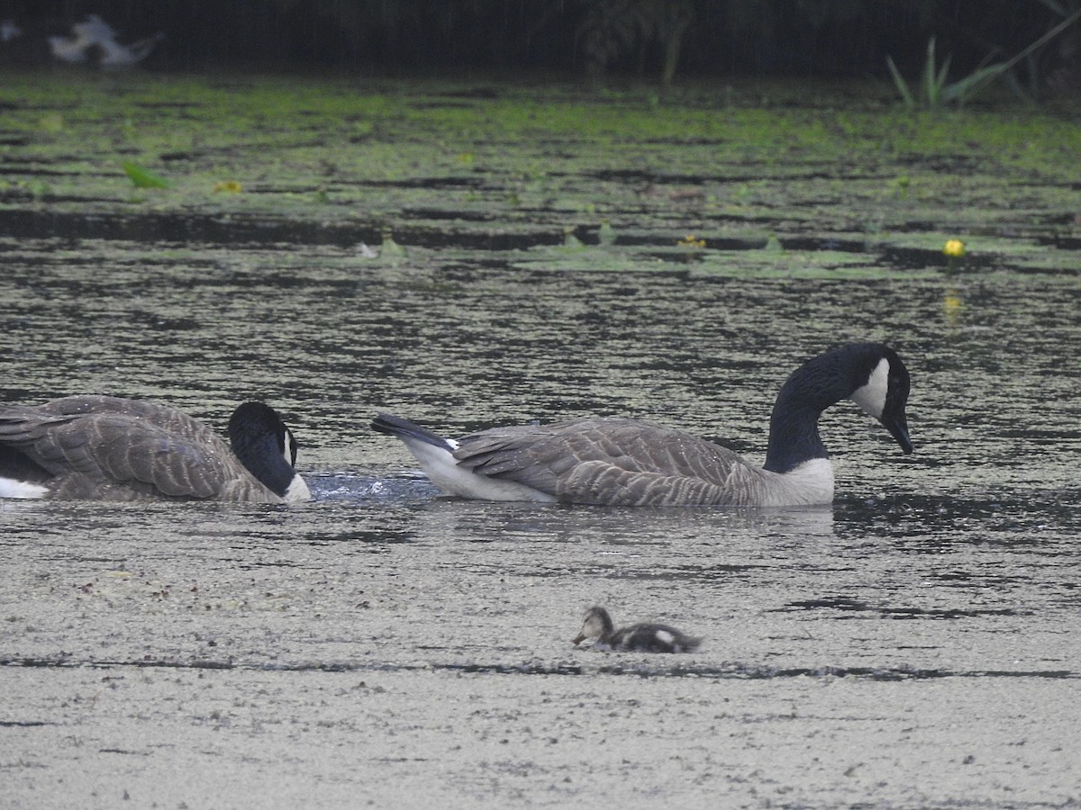 Canada Goose - ML170494841