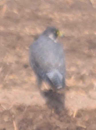 Peregrine Falcon - ML170497971