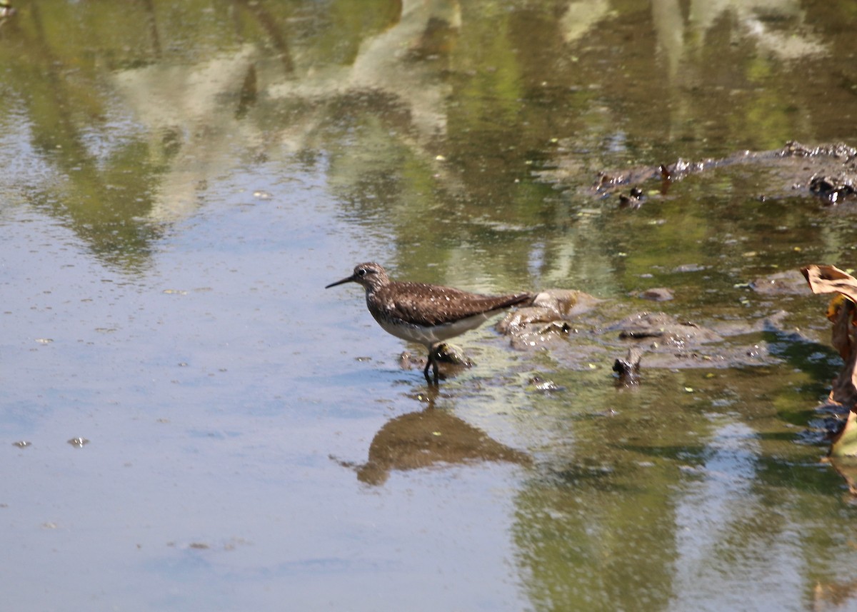 Solitary Sandpiper - ML170498641