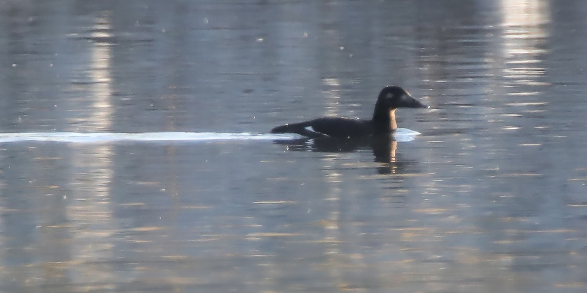 White-winged Scoter - ML170499351