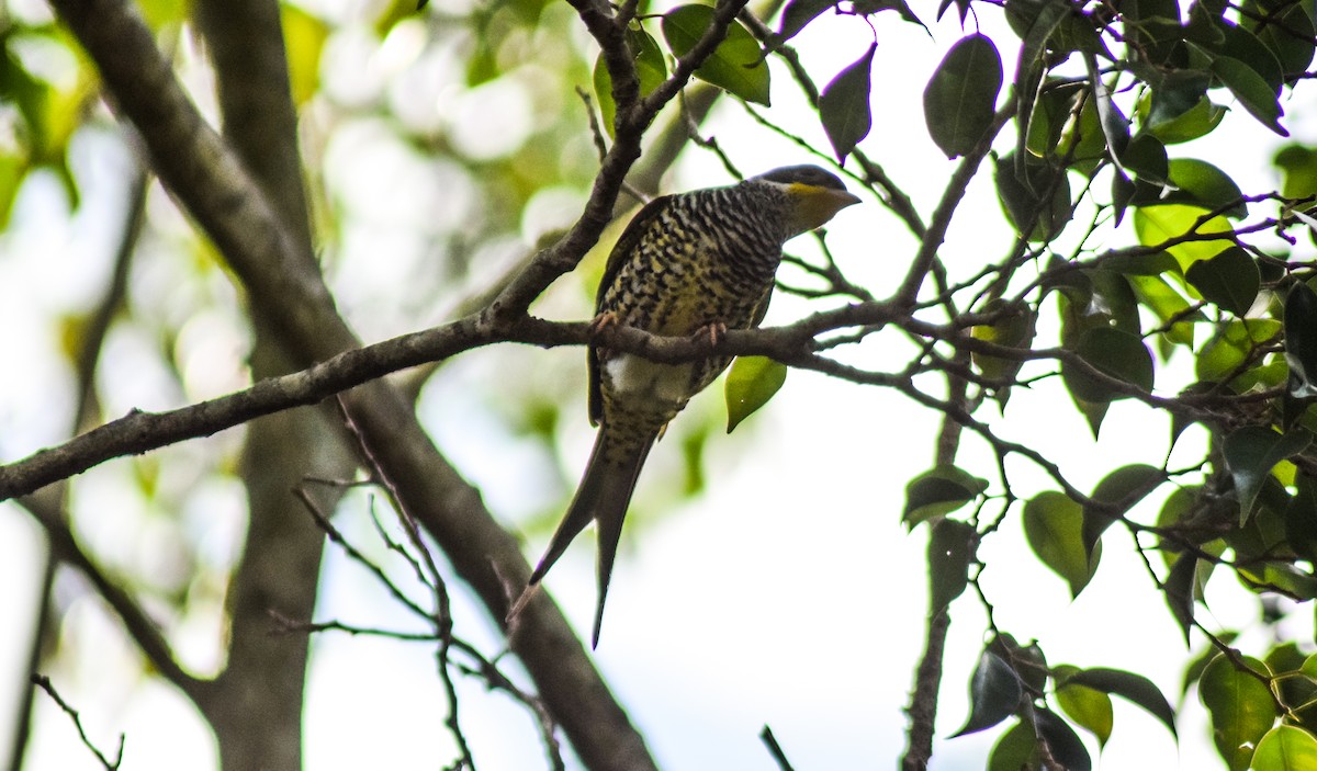 Swallow-tailed Cotinga - ML170500471