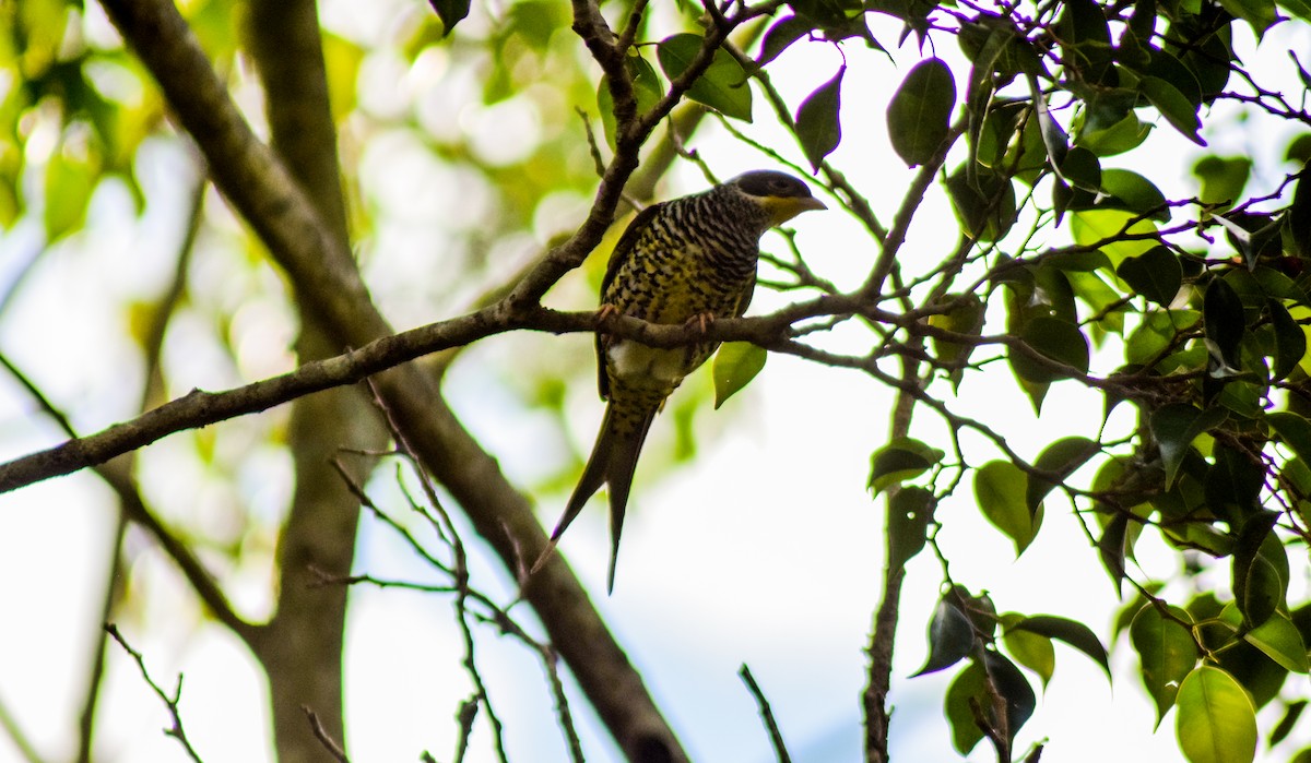 Swallow-tailed Cotinga - ML170500501