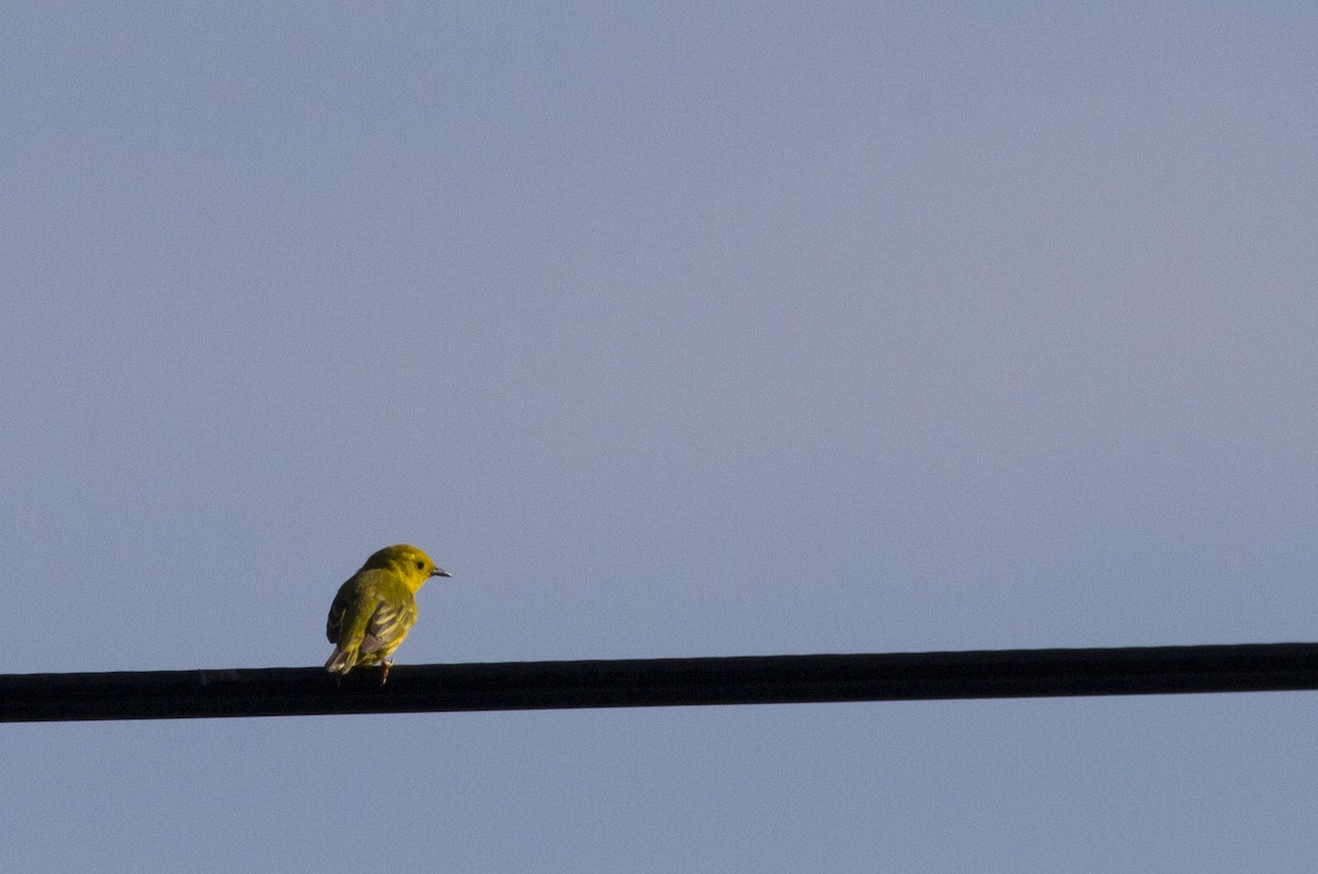 Paruline jaune - ML170500681