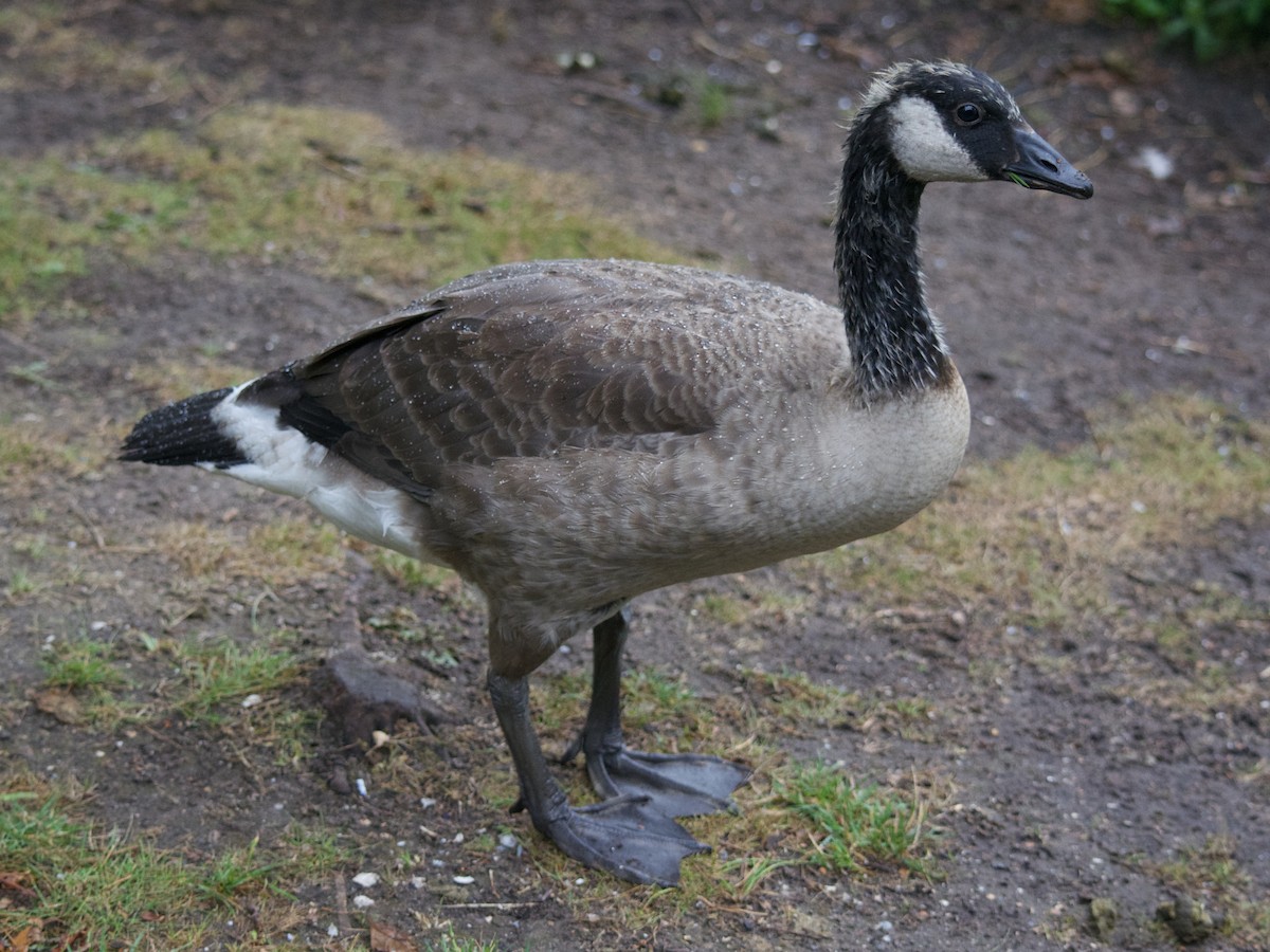 Canada Goose - ML170501691