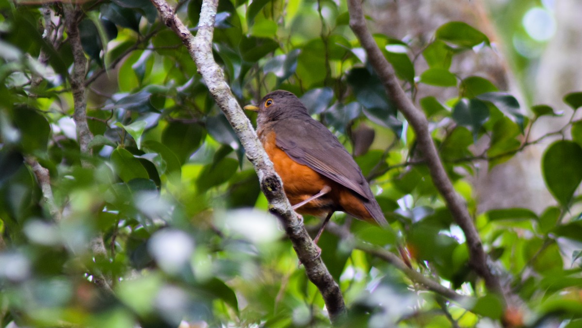 Rufous-bellied Thrush - ML170501831