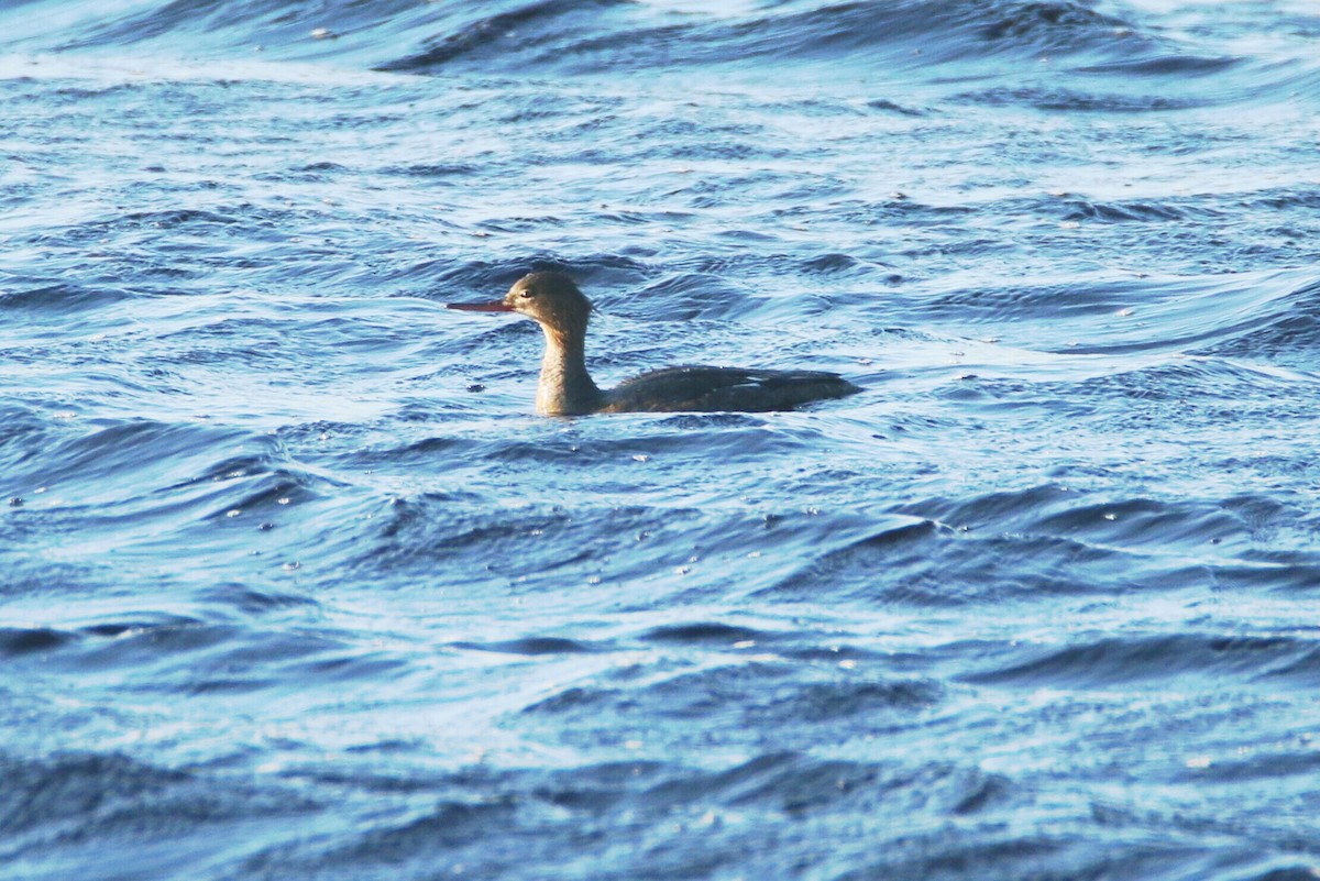 Red-breasted Merganser - ML170502031