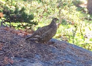Sooty Grouse - ML170502151