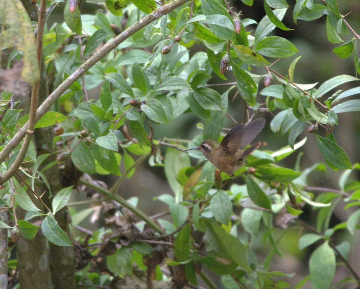 Черноухий колибри - ML170502171