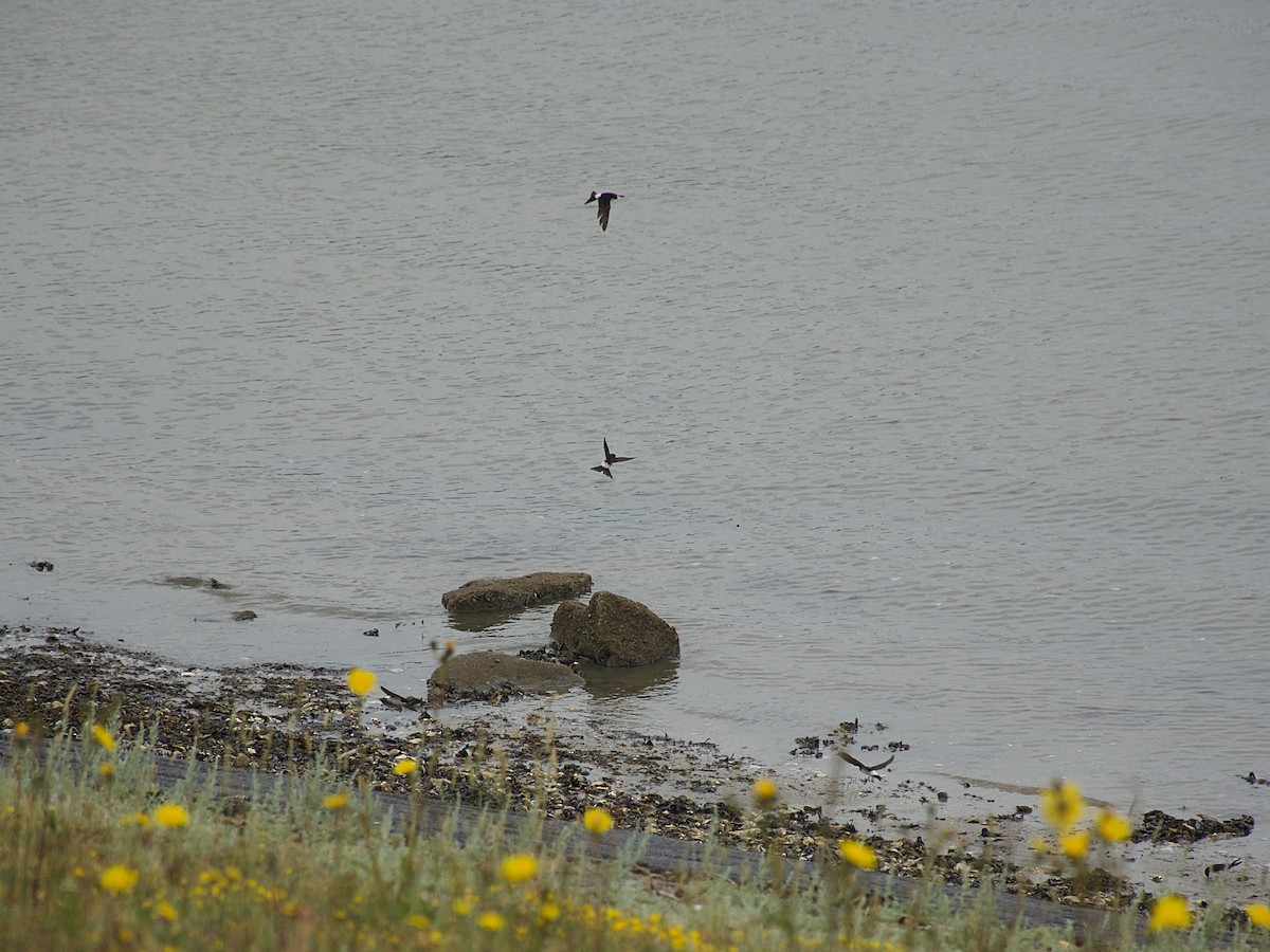 Western House-Martin - ML170502261