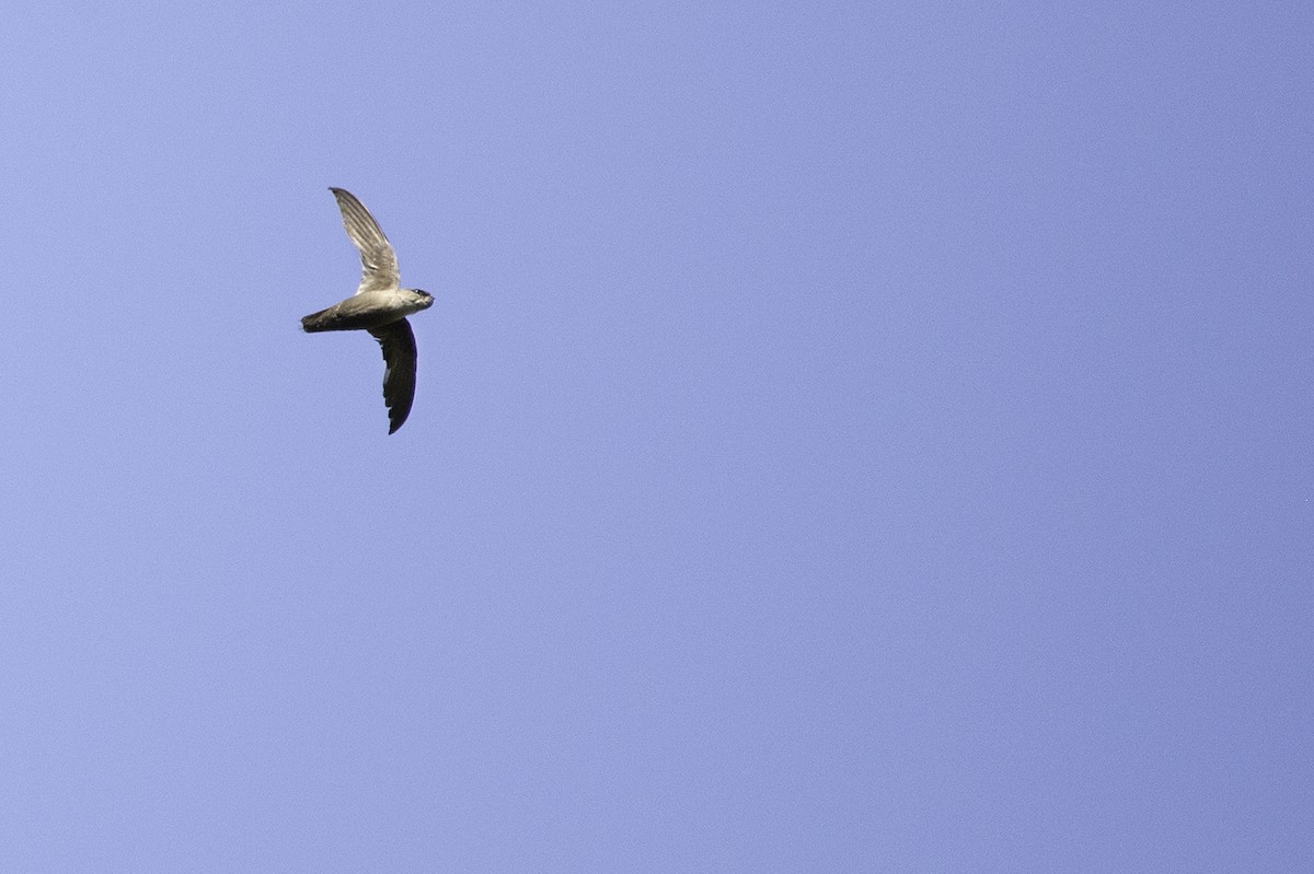 Chimney Swift - ML170503461