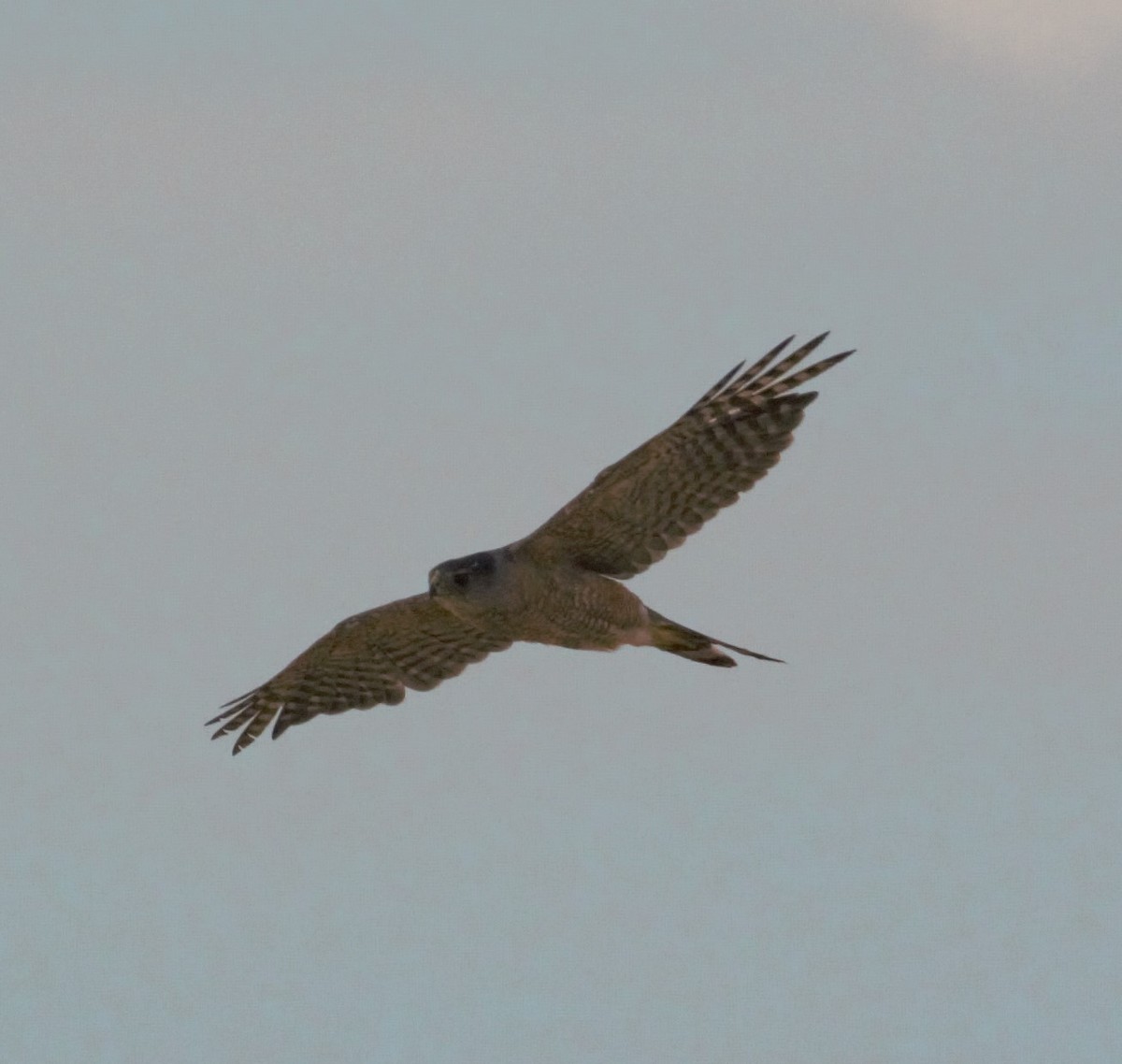 Sharp-shinned/Cooper's Hawk - ML170506531