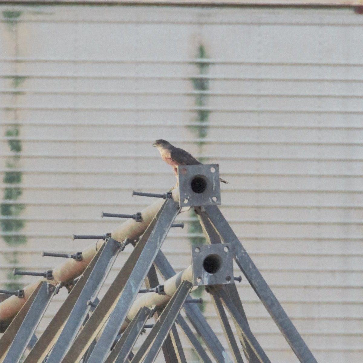 Sharp-shinned/Cooper's Hawk - ML170506541