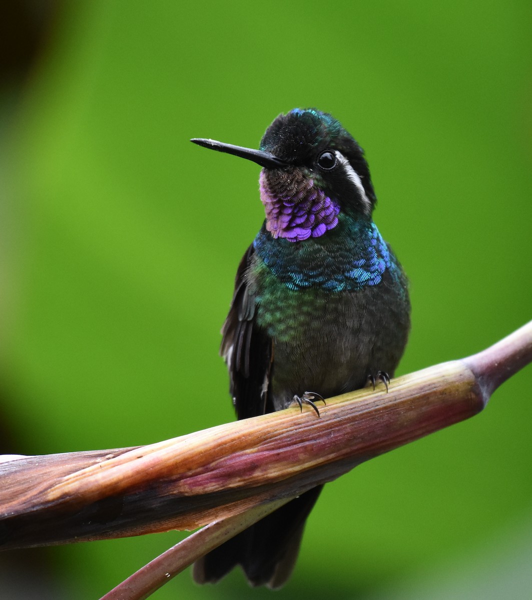 Purple-throated Mountain-gem - ML170508151