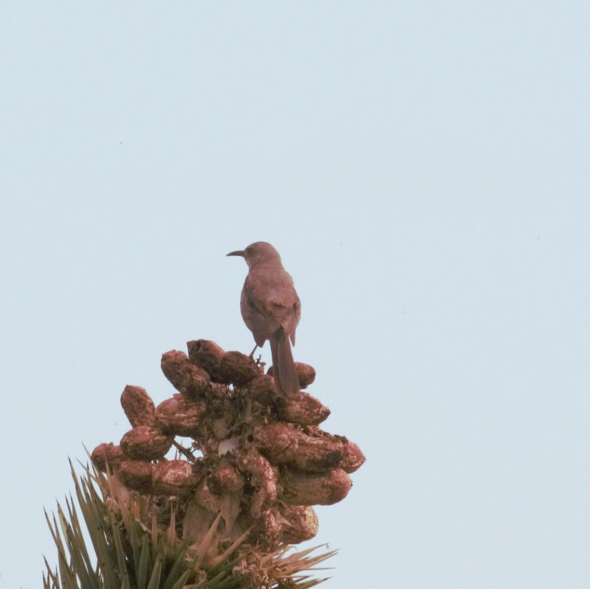 Bendire's Thrasher - ML170508271