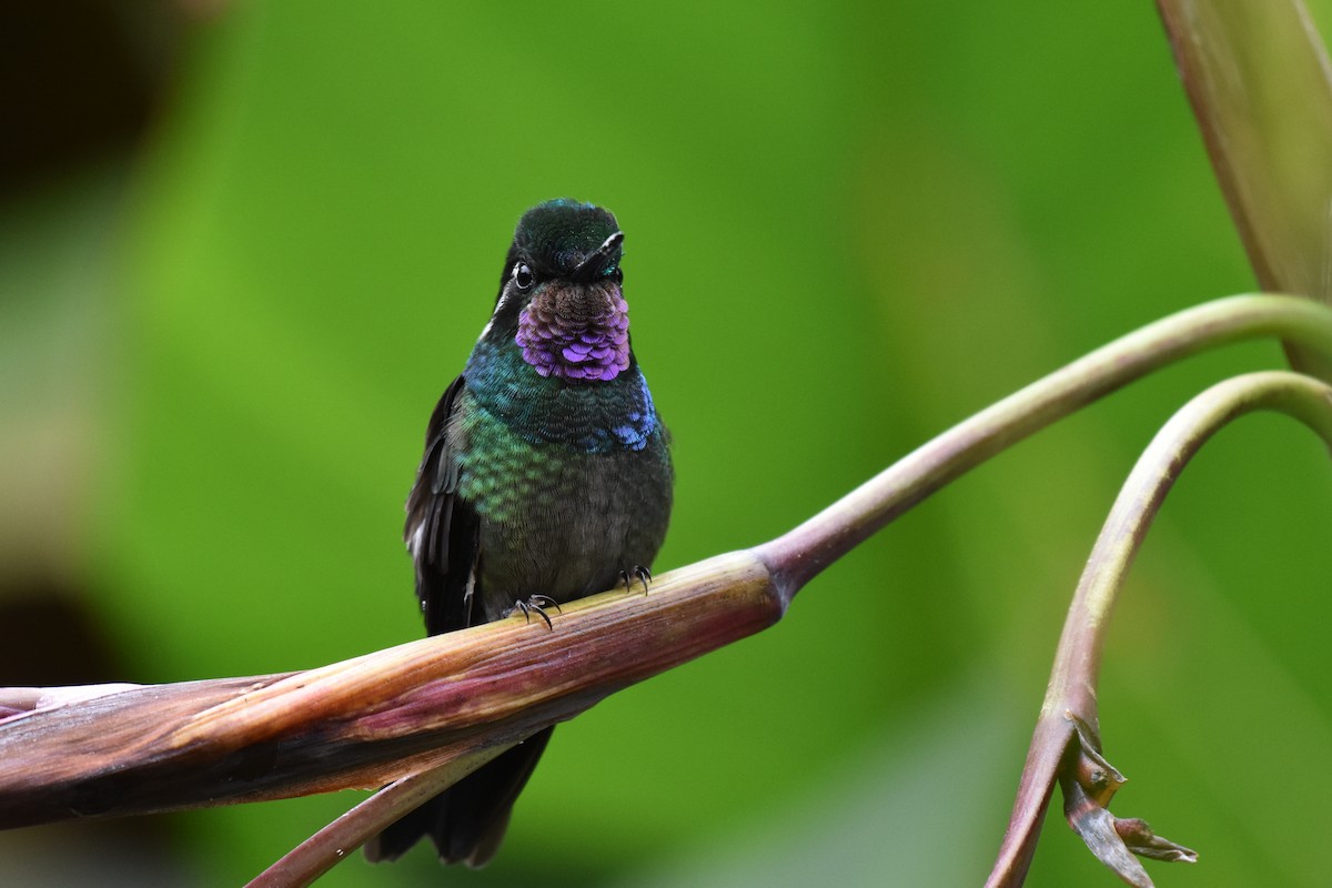 kolibřík fialovohrdlý - ML170508321