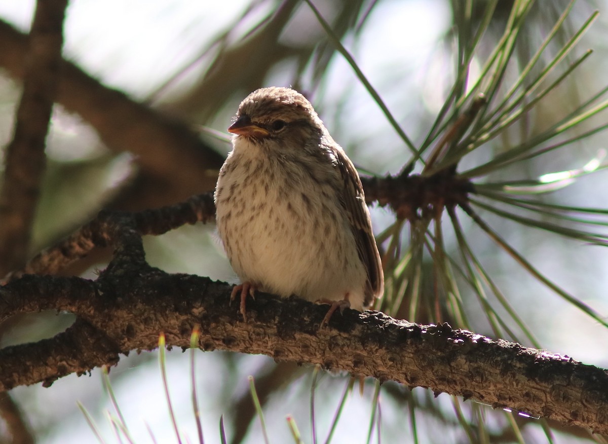 Chipping Sparrow - ML170508901