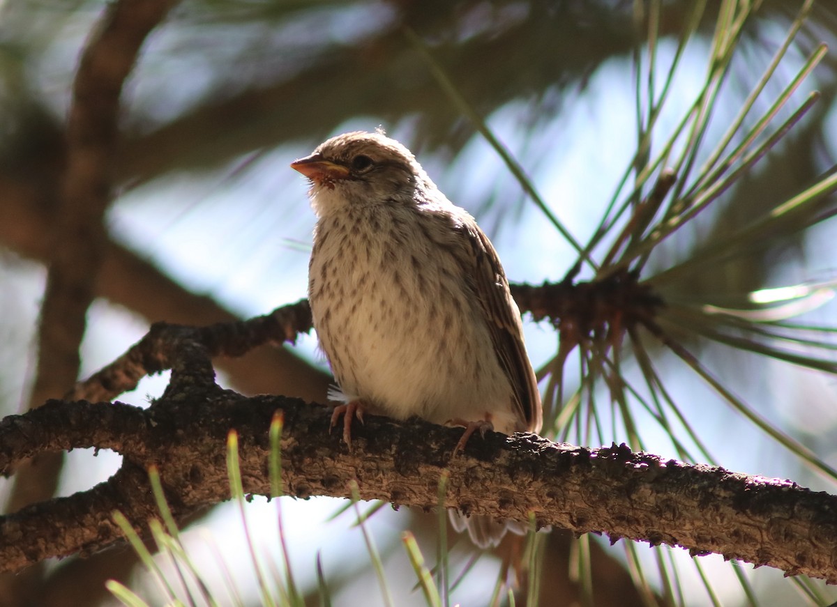 Chipping Sparrow - ML170508961