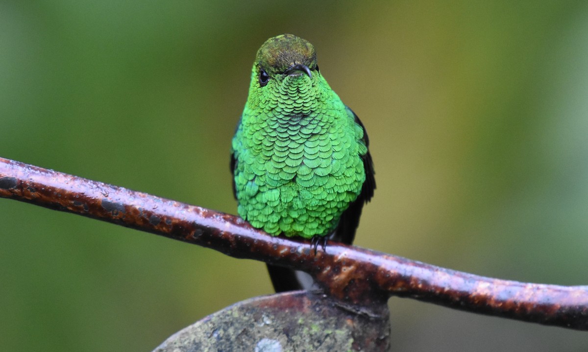 Coppery-headed Emerald - Jack Parlapiano